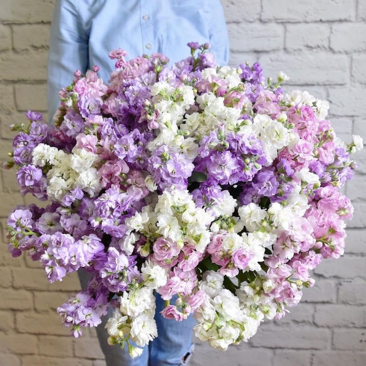 Облако маттиол в Барнауле