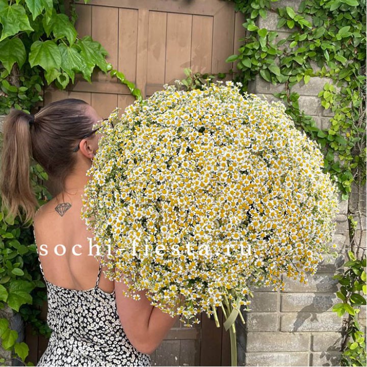 101 ромашка в Барнауле