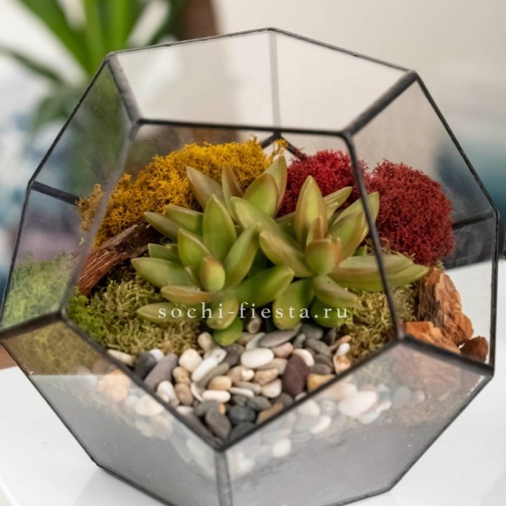 Флорариум “Додекаэдр” с суккулентом Седум в Барнауле