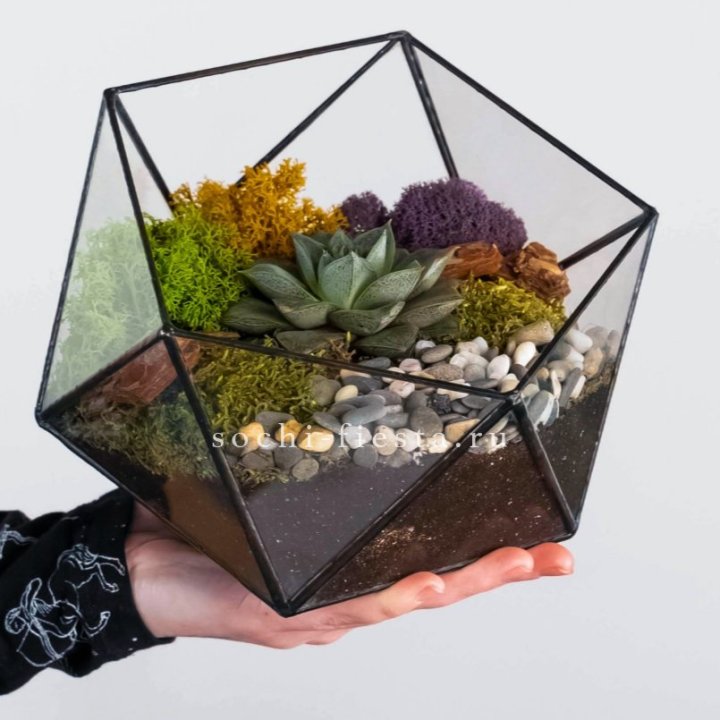 Флорариум “Икосаэдр” с суккулентом Каменная Роза в Барнауле