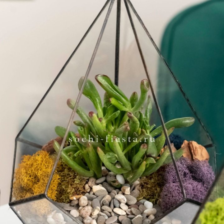 Флорариум “Капля” с суккулентом Крассула Хоббит в Барнауле