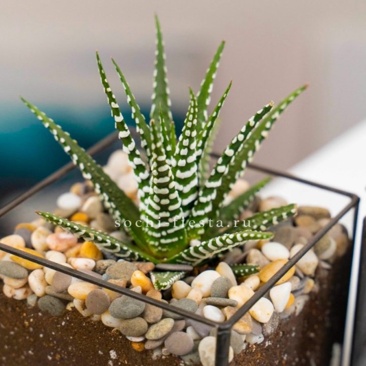 Флорариум Кубик с суккулентом Хавортия в Барнауле