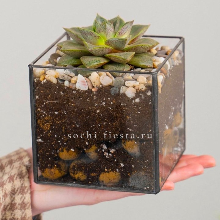 Флорариум Кубик с суккулентом Каменная роза в Барнауле