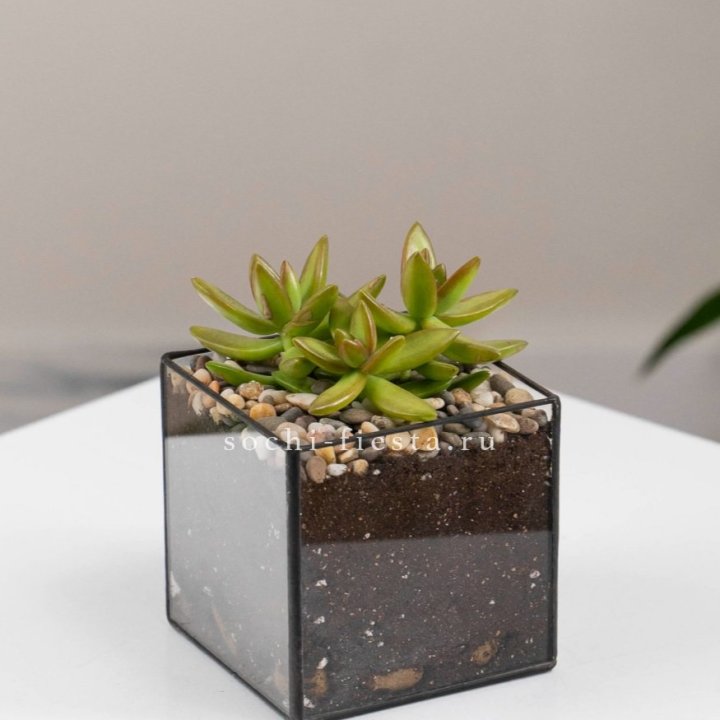 Флорариум Кубик с суккулентом Седум в Барнауле