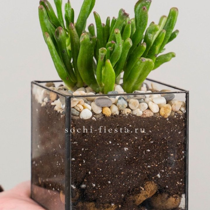 Флорариум Кубик с суккулентом Хоббит в Барнауле