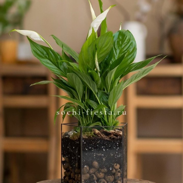 Спатифиллум в кашпо Пятиугольник в Барнауле