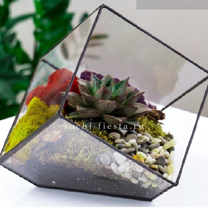 Флорариум Куб усеченный с суккулентом Каменная роза в Барнауле
