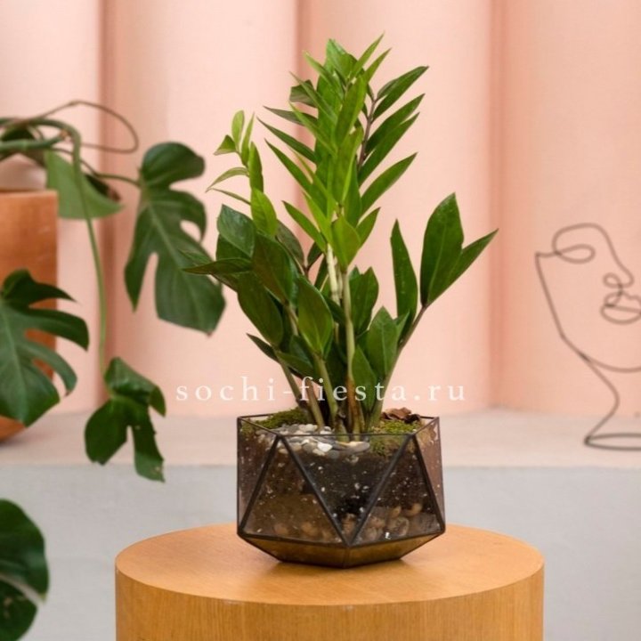 Замиокулькас в кашпо Икосаедр в Барнауле