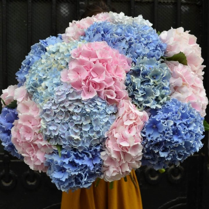 Букет гортензий "Фонтан" в Барнауле