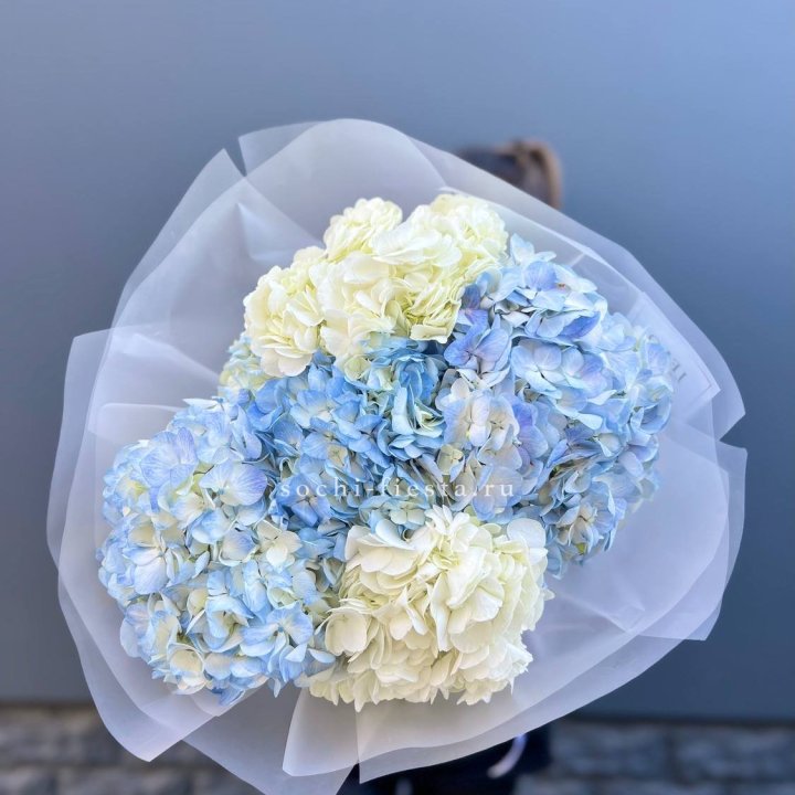 5 бело-голубых гортензий в Барнауле
