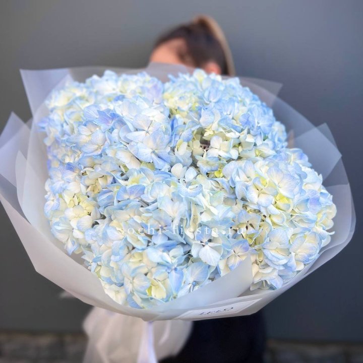 5 голубых гортензий в Барнауле