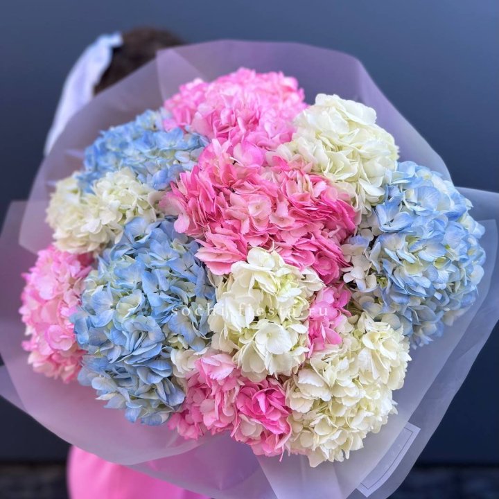 11 гортензий микс в Барнауле