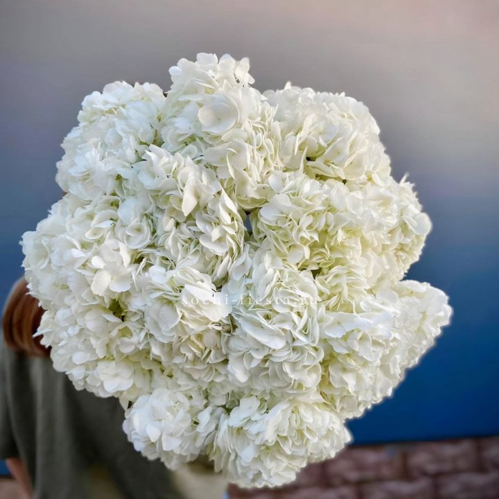 Охапка белой гортензии в Барнауле
