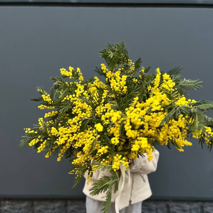 Охопка мимозы в Барнауле