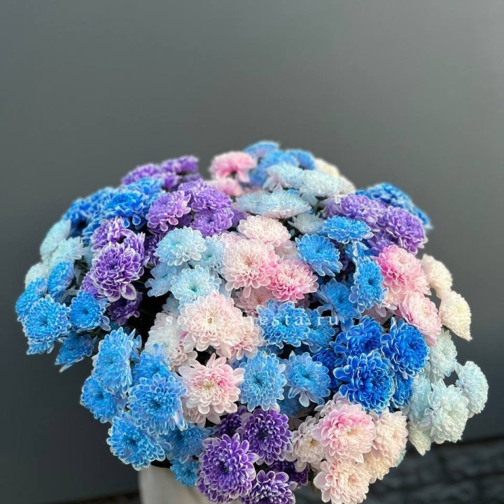 25 цветных хризантем в Барнауле