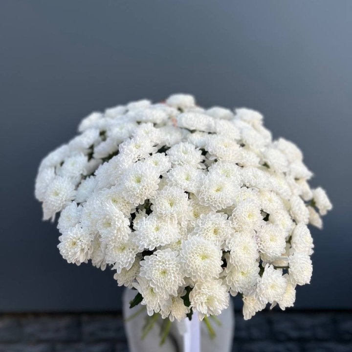  25 хризантем белых в Барнауле