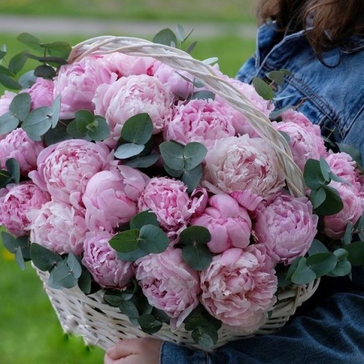 51 пион в корзине в Барнауле