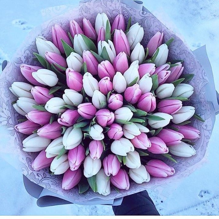 101 тюльпан "Лолипоп" в Барнауле